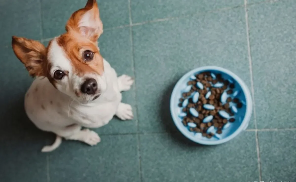  Comedouro lento para cachorro : saiba o que o acessório pode fazer pela saúde e alimentação do seu pet!