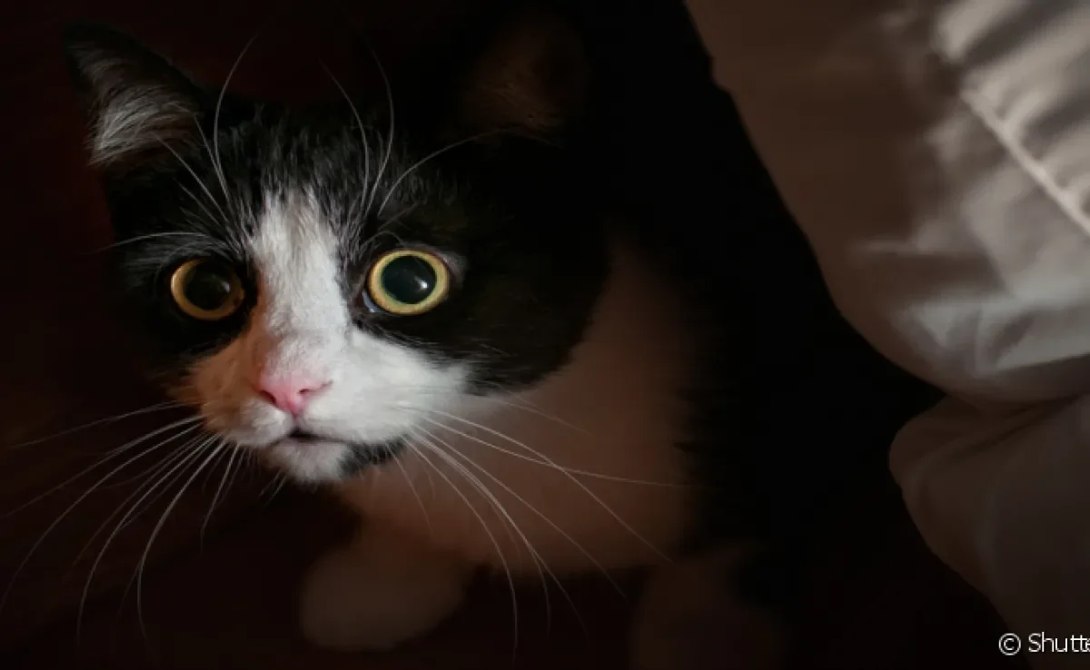 Gato escondido ou assustado? Saiba como chamar a atenção do bichano nessas situações