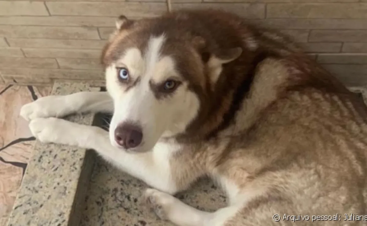 O Husky Siberiano é um cachorro grande com temperamento tranquilo, embora seja teimoso às vezes