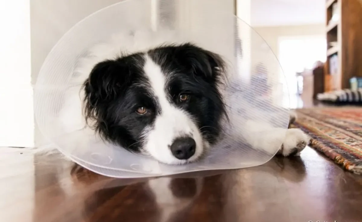 A castração de cachorro macho é um procedimento capaz de trazer inúmeros benefícios ao pet