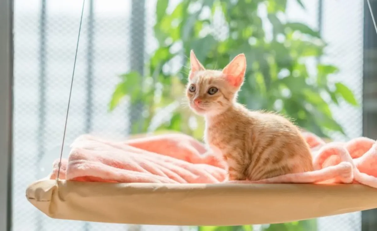 A cama suspensa para gatos é uma ótima escolha para os animais que gostam de ficar no alto