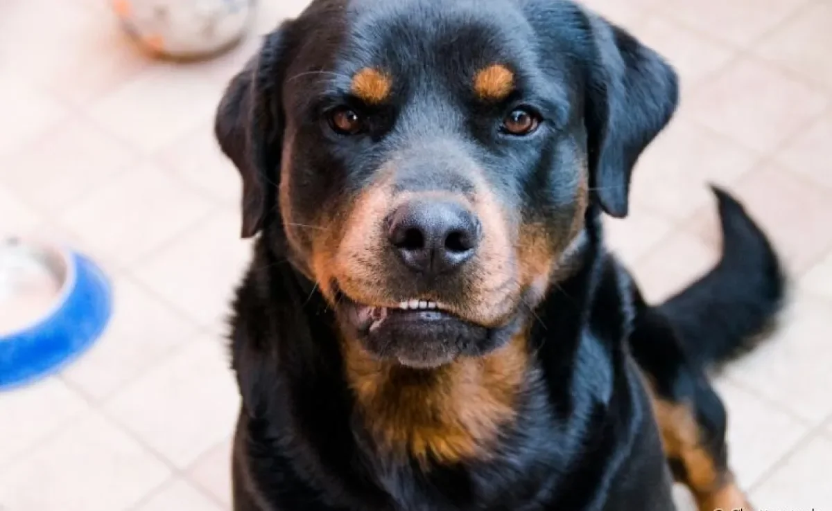 Convulsão em cachorro: descubra o que pode causar e o que fazer com o seu amigo nesse momento