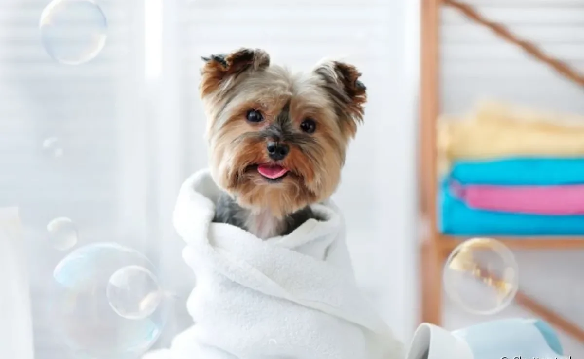 O banho em cachorro deve ser dado a cada 15 dias ou pelo menos uma vez por mês, dependendo da raça