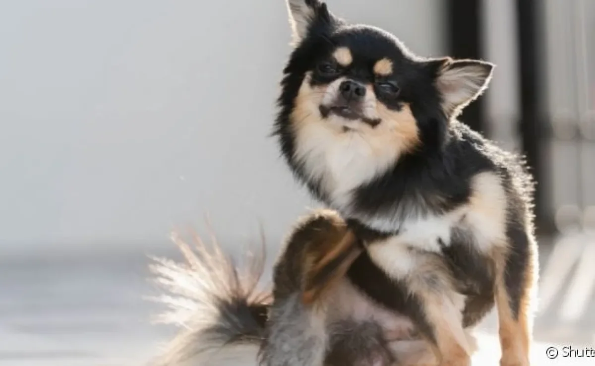 A dermatite atópica canina é caracterizada por uma coceira intensa após o contato com substâncias alérgenas