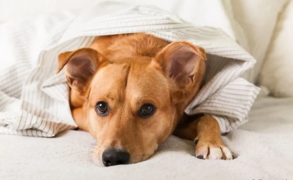 A presença de sangue nas fezes do cachorro é o sinal claro de que tem algo de errado com o animal. Fique atento!