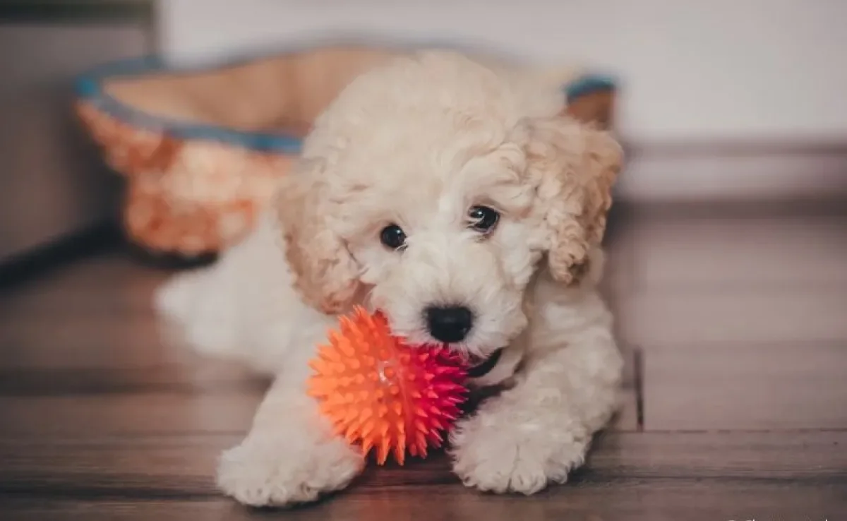 O filhote de Poodle tem como característica um comportamento animado e brincalhão
