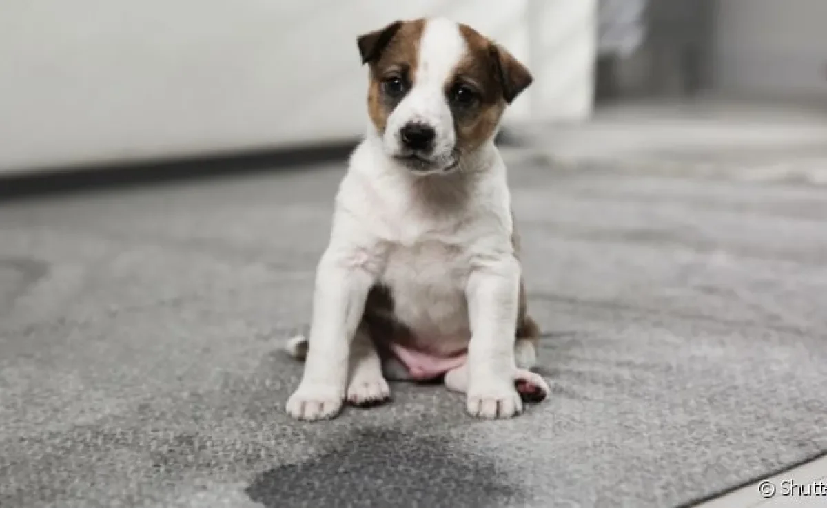 A formiga no xixi do cachorro acontece por causa da presença de glicose na urina