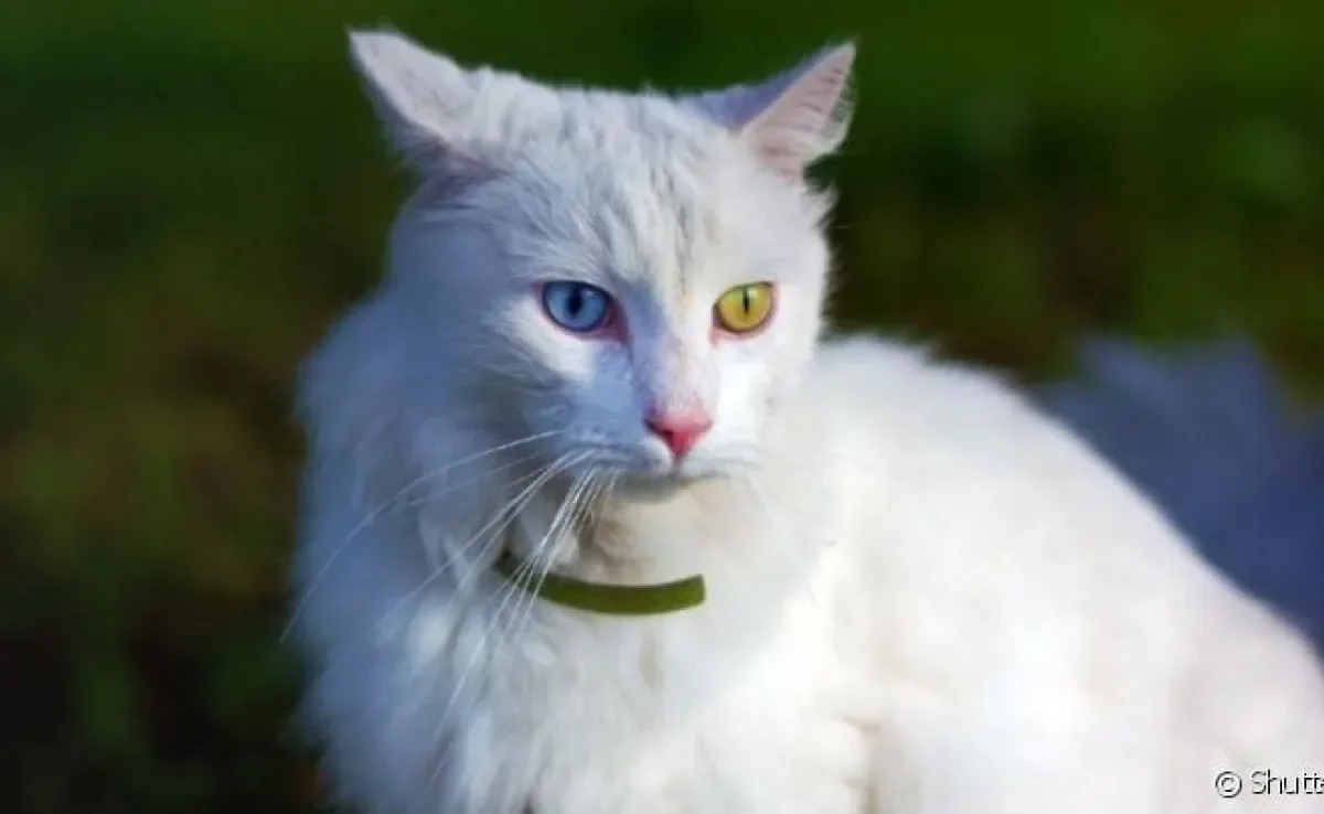  Os gatos de raça Angorá estão sempre prontos para serem desafiados