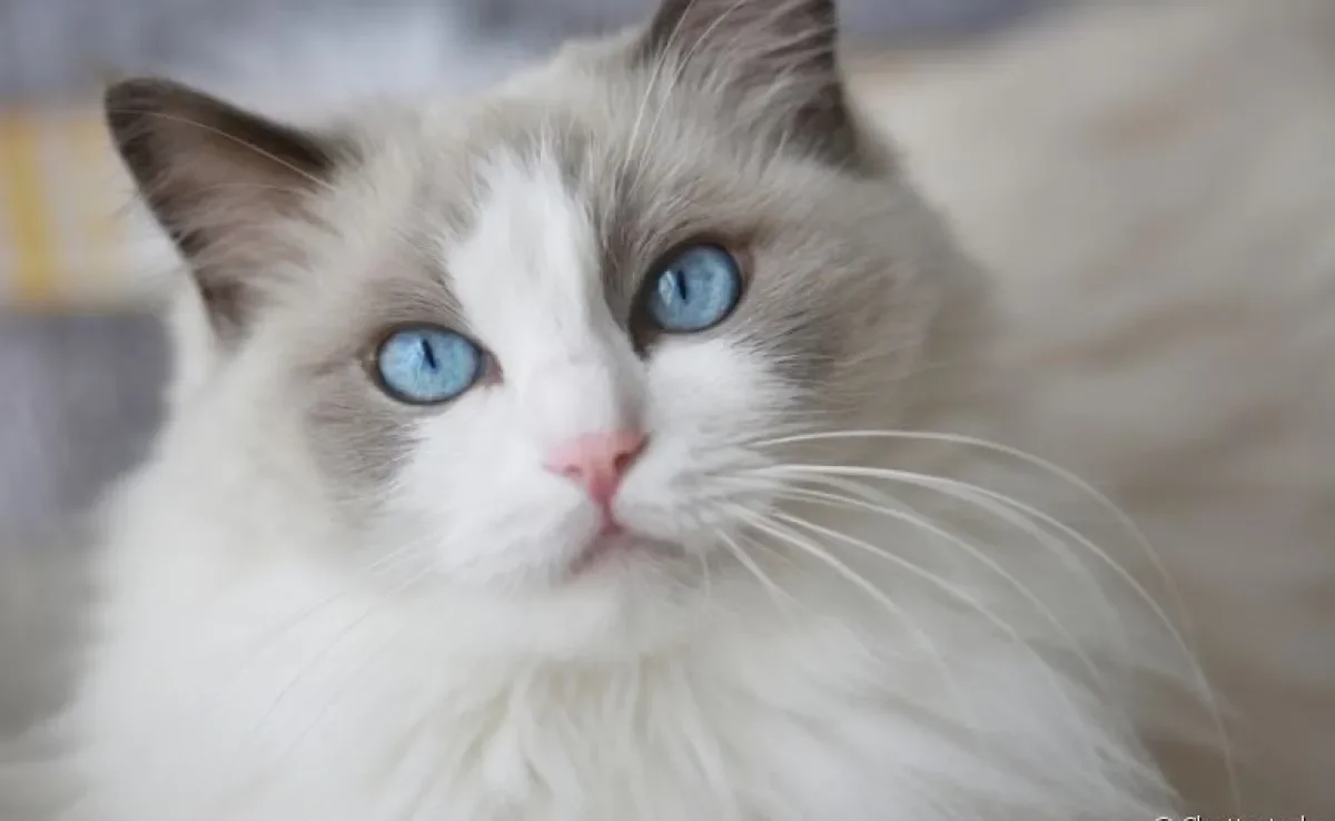 A hiperplasia mamária felina afeta as fêmeas causando aumento das glândulas mamárias