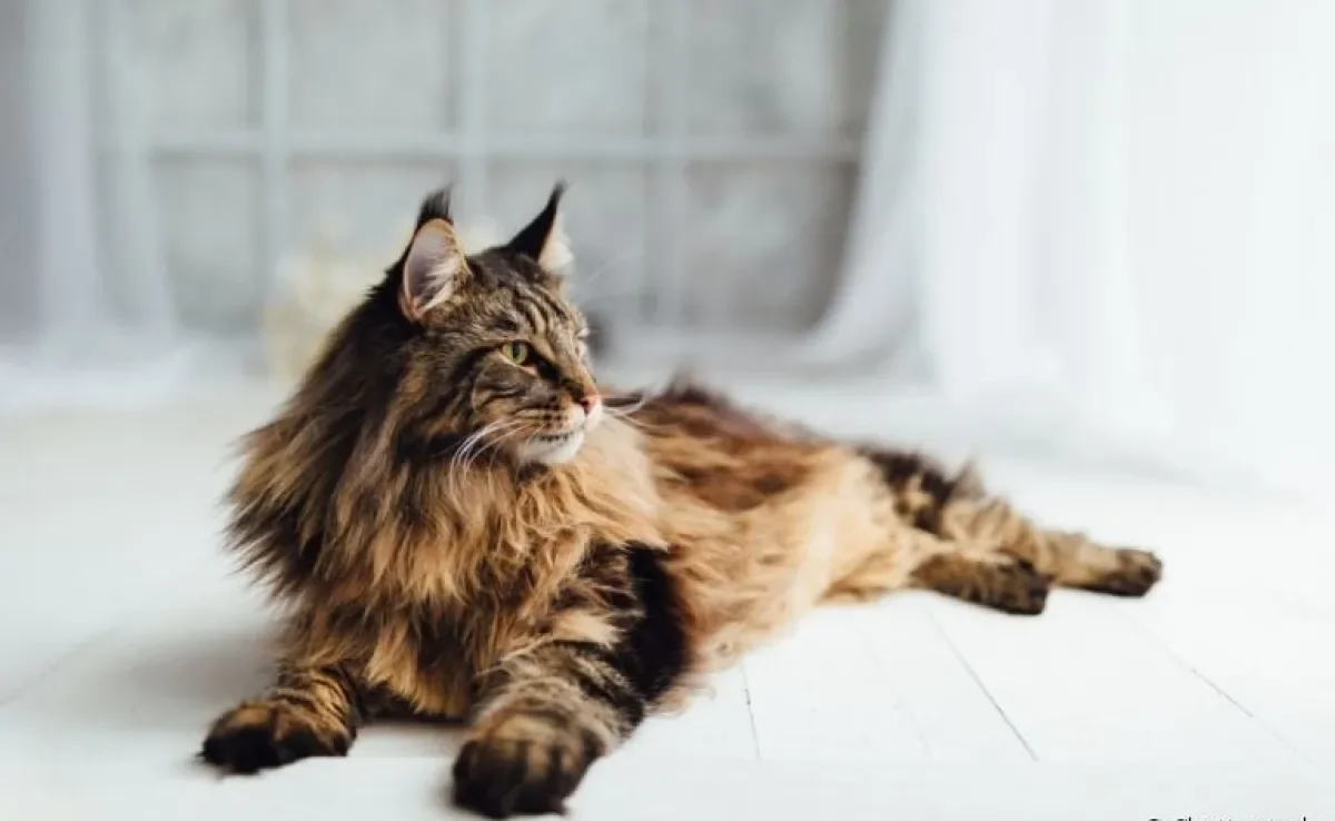 A convivência com o gato Maine Coon é muito mais divertida e gostosa do que muitos imaginam