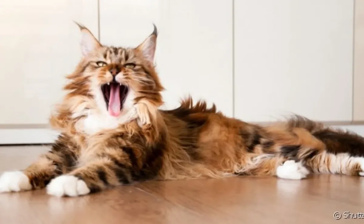Descubra quem é o maior gato do mundo e quais são suas características!
