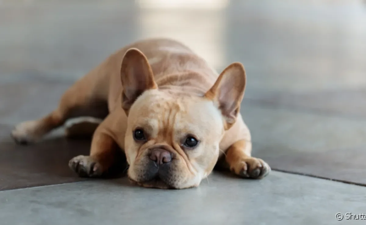 Pancreatite em cachorro é uma doença grave, mas tem cura e tratamento.