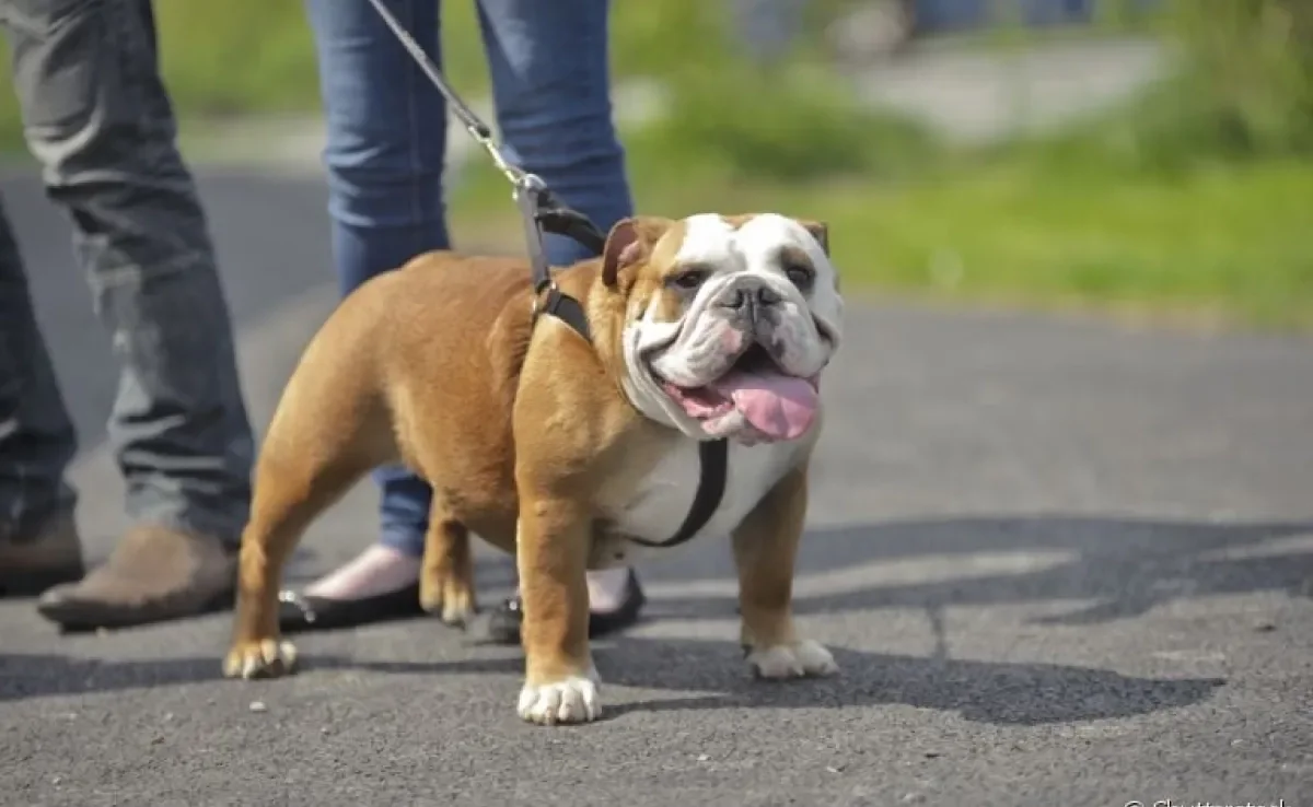 Passear com cachorro também depende da rotina alimentar do seu cãozinho. Entenda o por quê