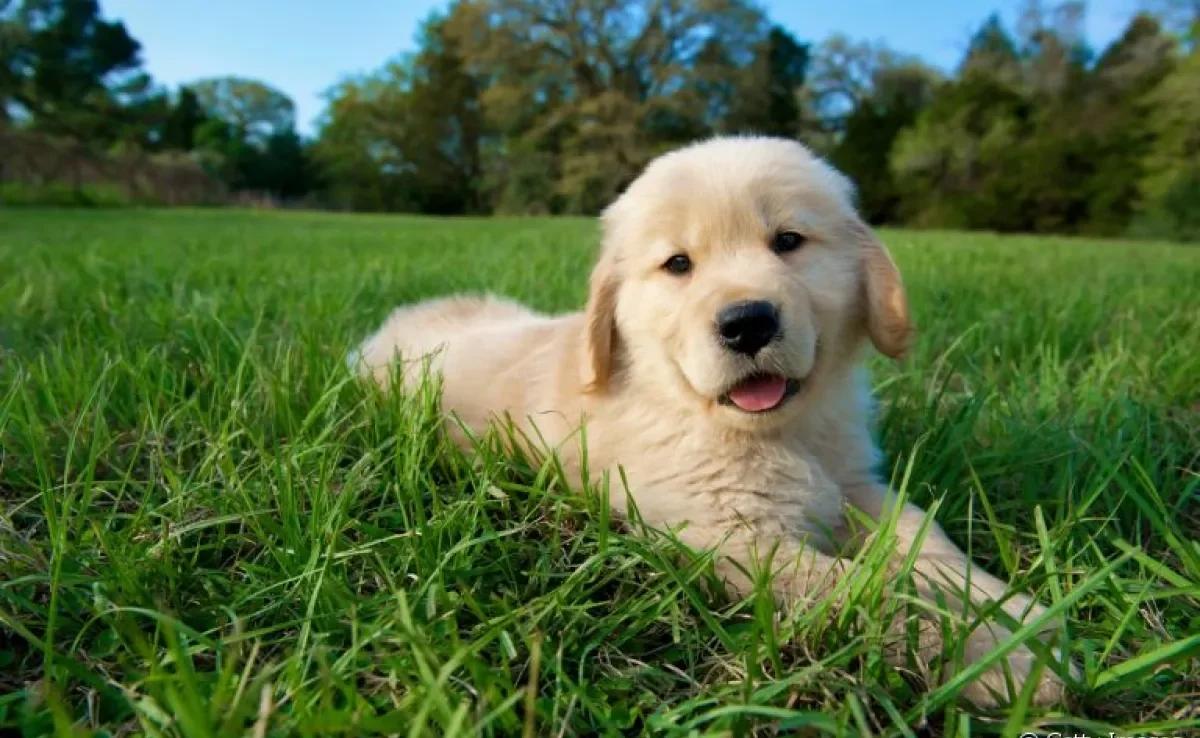 A picada de escorpião em cachorro pode ter reações bem complicadas se não receber o tratamento adequado