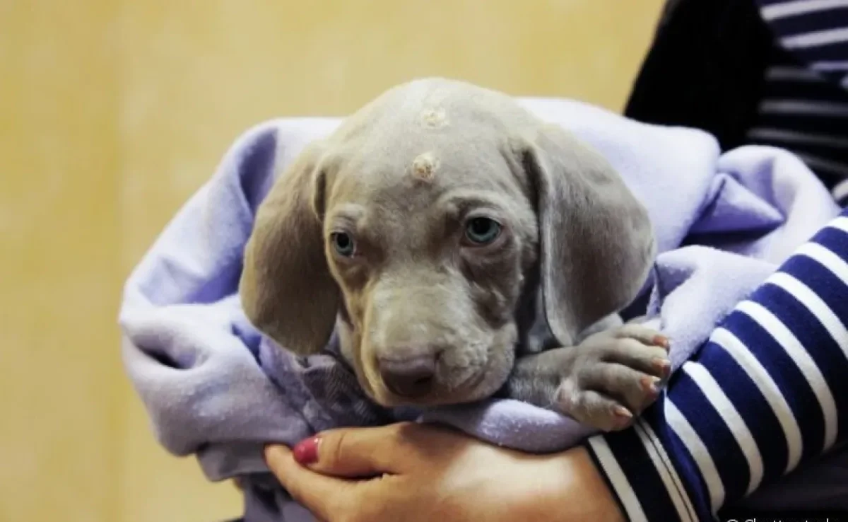 Piodermite: cachorro precisa de auxílio de profissional para combater a doença