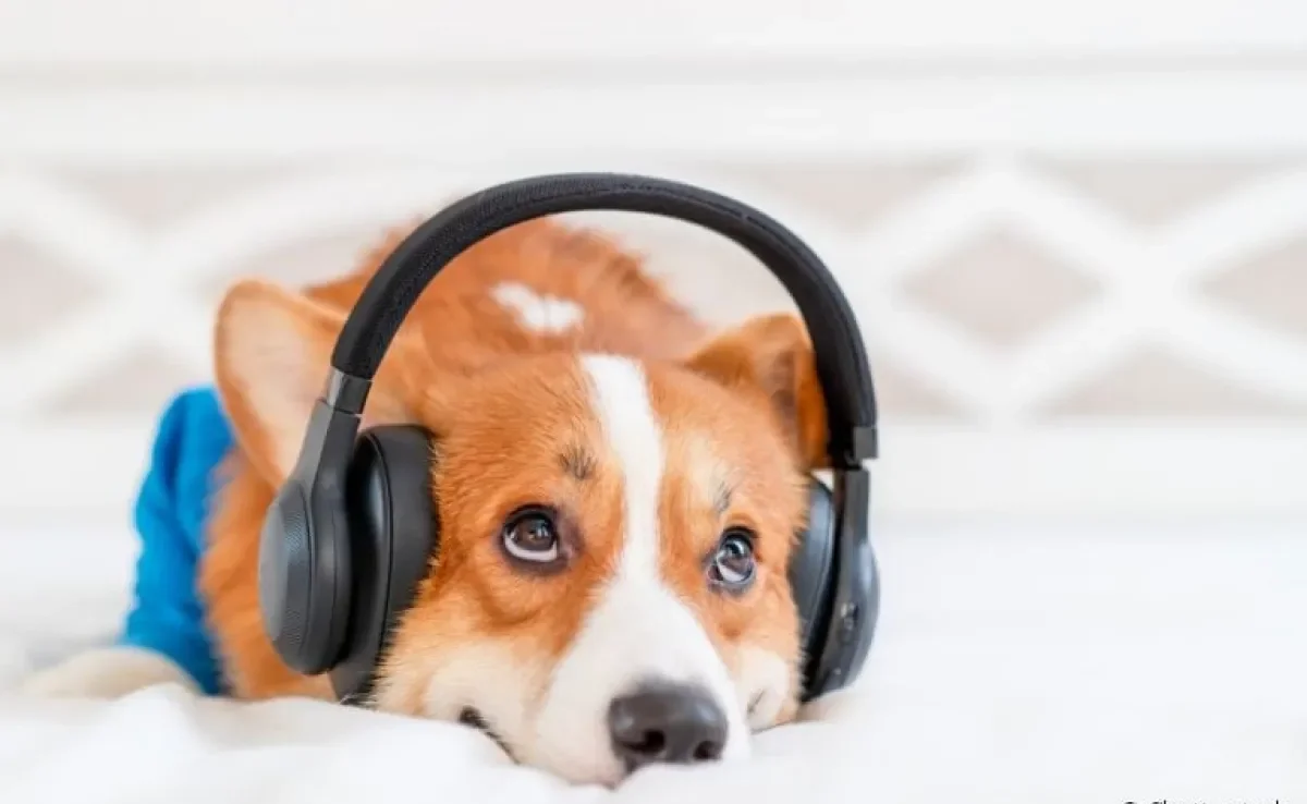 Música para acalmar cachorro ajuda em situações de ansiedade ou medo, como durante uma queima de fogos