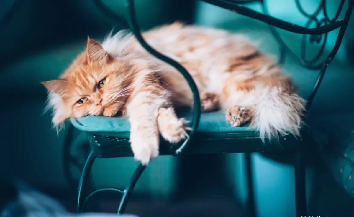 Os vermes em gatos são mais comuns do que se imagina e podem trazer prejuízos para a saúde do pet