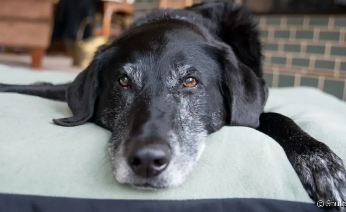A idade do cachorro mais velho do mundo pode deixar todos surpreendidos