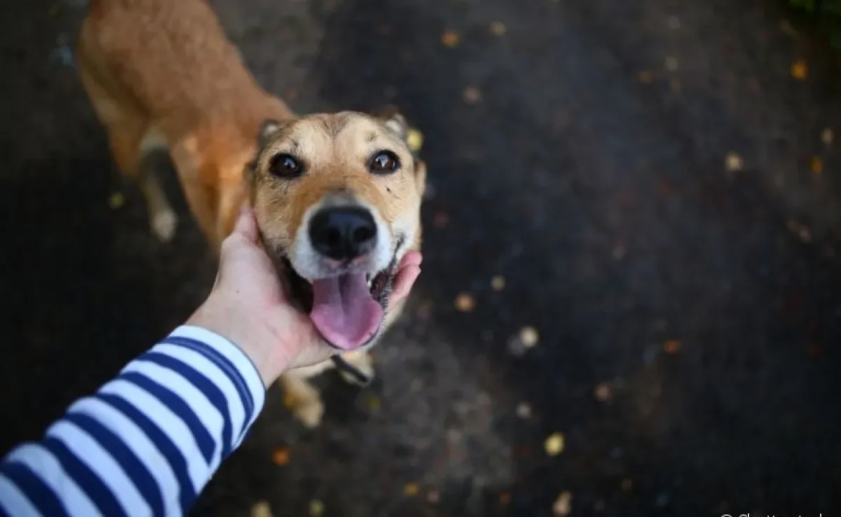  Adotar cachorro é um ato de amor que requer cuidados essenciais 