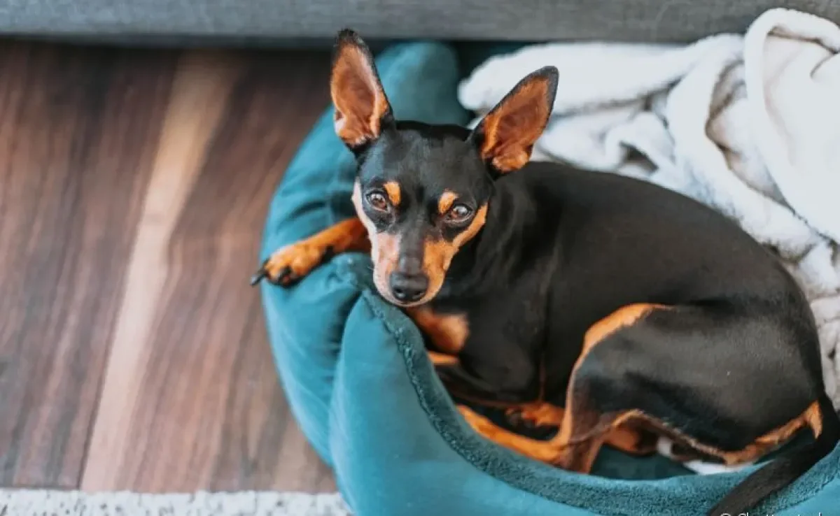 O Pinscher é um cachorro pequeno, destemido e com características únicas