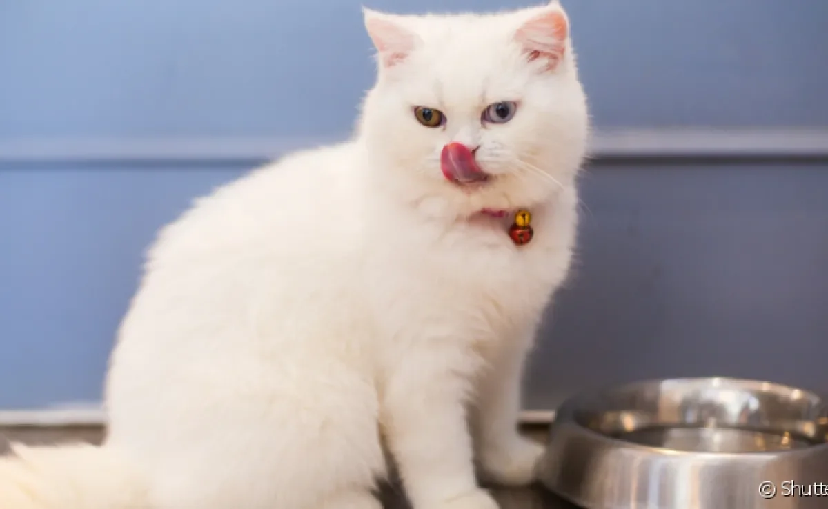 O sachê para gatos é um alimento completo que traz vários benefícios à saúde felina