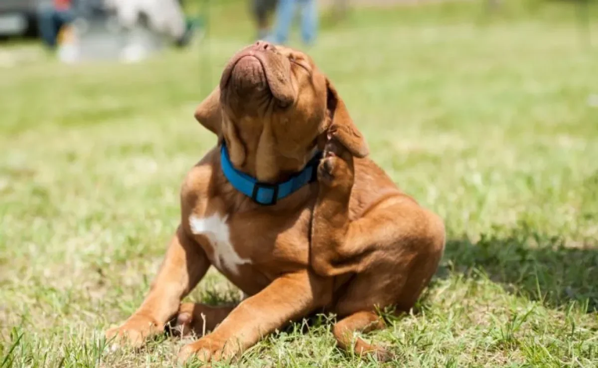A sarna em cachorro muitas vezes causa coceira, mas é algo que vai depender do tipo da doença