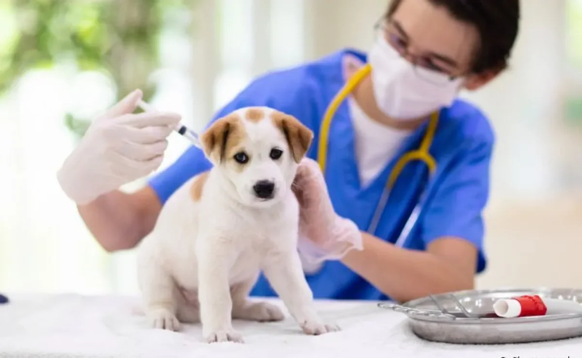 A vacina para cachorro filhote é indispensável para cuidar da saúde do seu pet