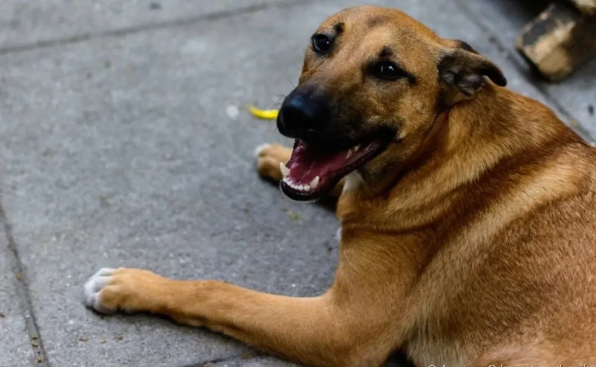 O vira-lata caramelo é o típico cãozinho simpático e feliz que está presente em todo canto
