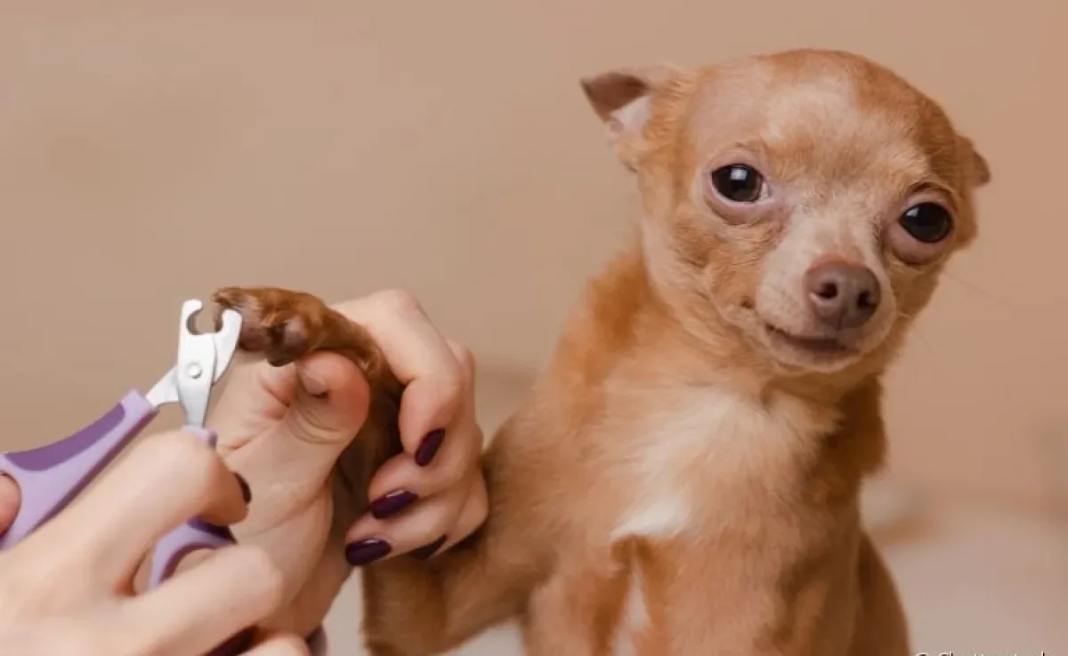 Como cortar unha de cachorro? Dicas importantes podem te ajudar na tarefa e ter o cortador específico é essencial
