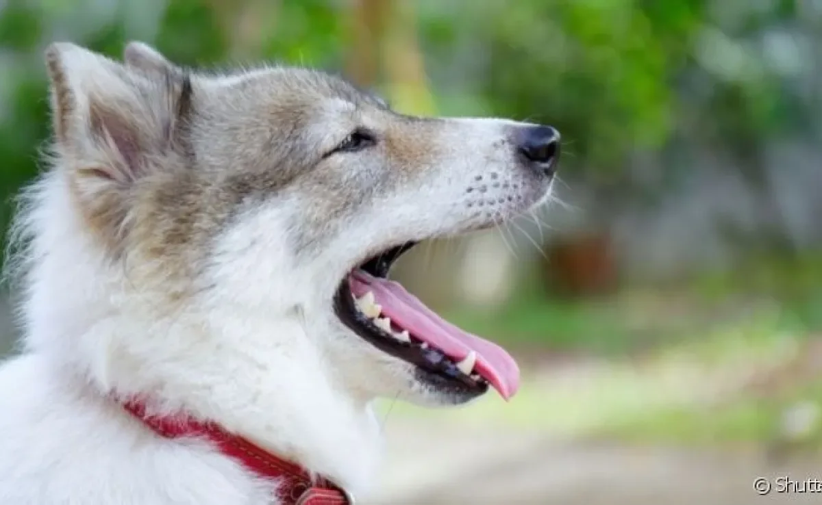 O cachorro com mau hálito normalmente é um sinal da falta de higiene bucal