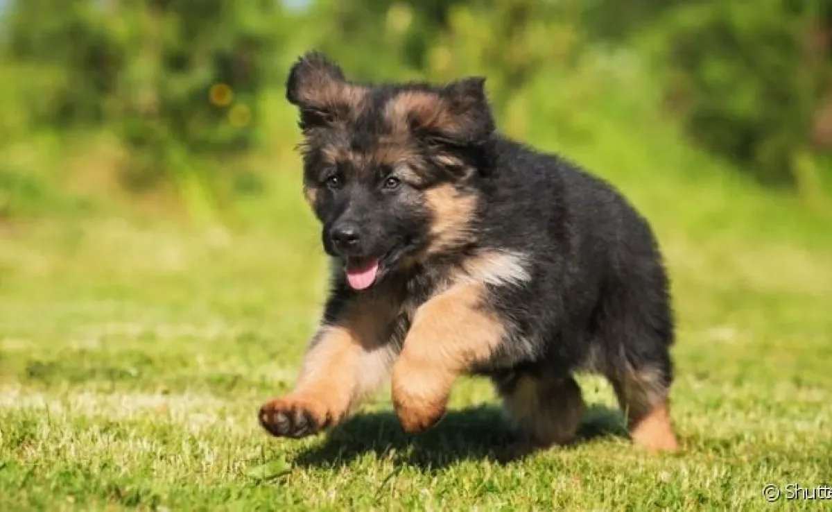 o nanismo em cachorro está relacionado a alterações hormonais e é uma condição muito rara