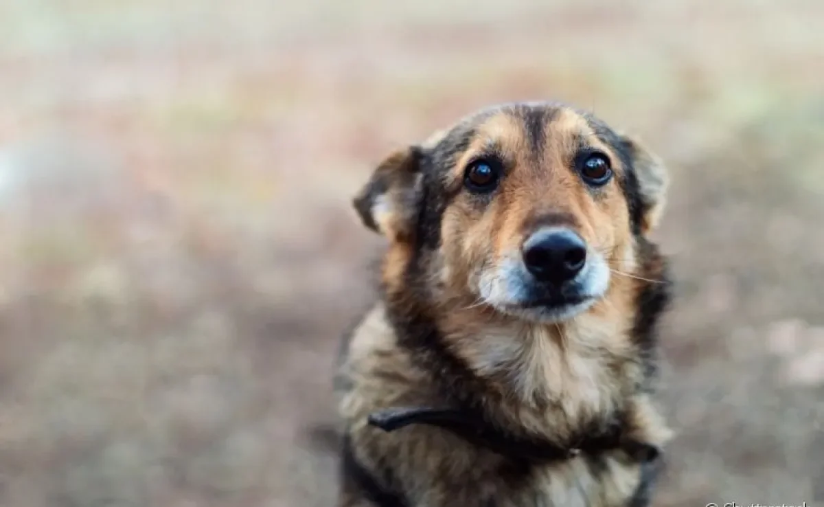 Cachorro de rua pode ficar agressivo com interação e resgate deve ser feito com cuidado