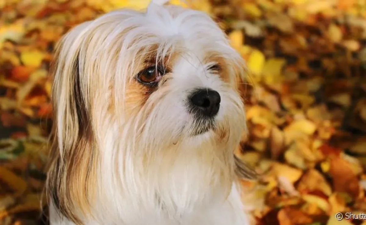 O Lhasa Apso é um cãozinho muito protetor e gosta de alertar sempre que acha que seu dono está correndo perigo