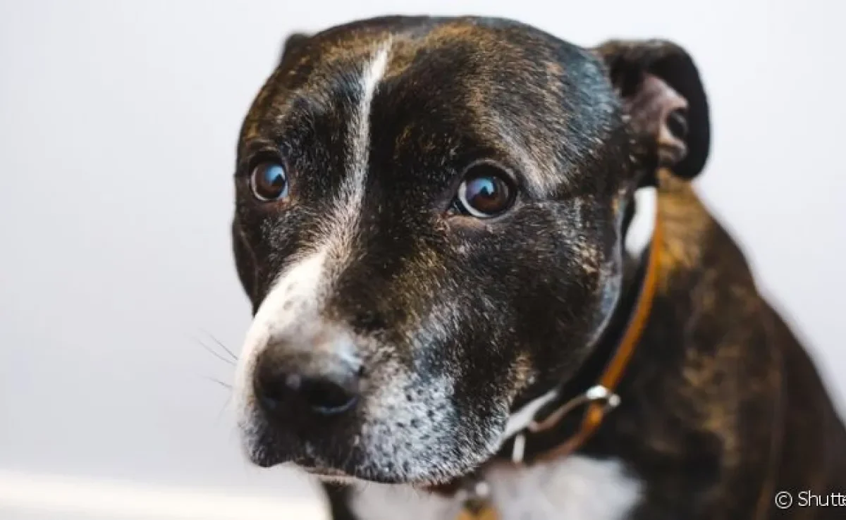 O cachorro triste normalmente pode ser sinal de um problema mais grave, como doenças