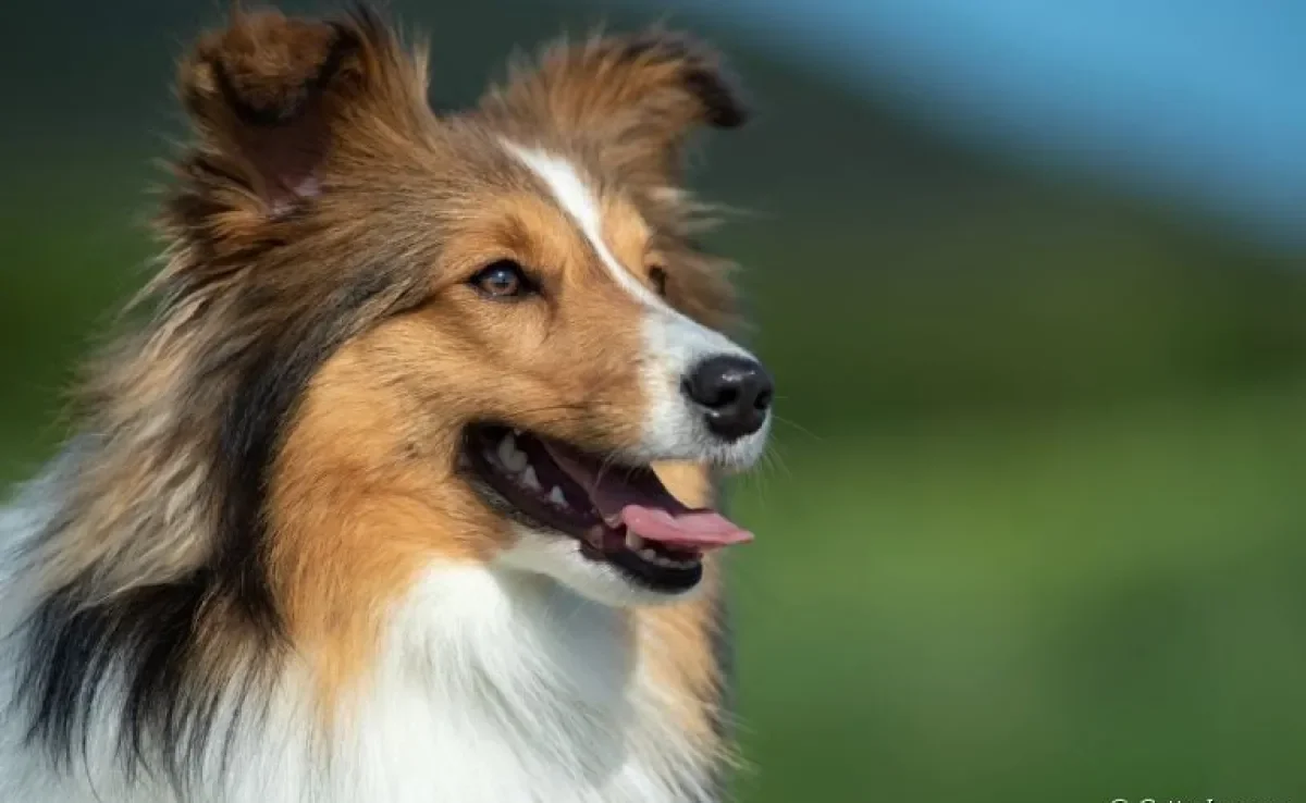 A raça de cachorro Collie tem um jeito tranquilo e convive muito bem com crianças