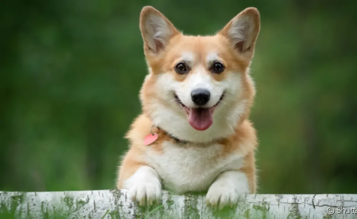 O Corgi é um cãozinho companheiro, amigável e muito obediente