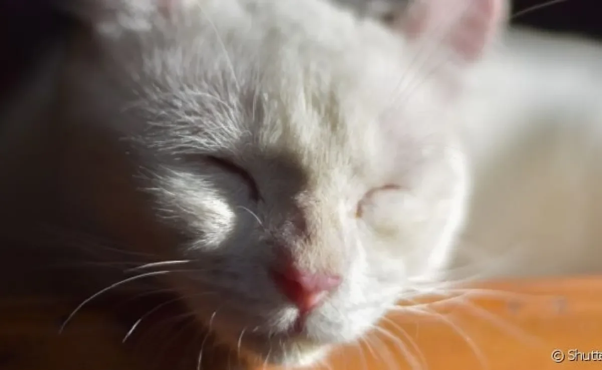  A dermatofitose em gatos é extremamente contagiosa 