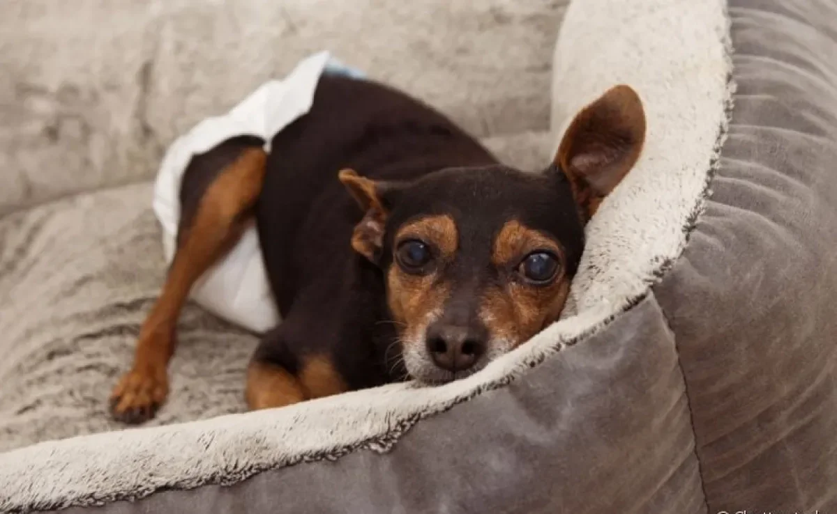 A fralda para cachorro é indicada em situações específicas, como quando o cão é idoso ou possui algum problema de locomoção
