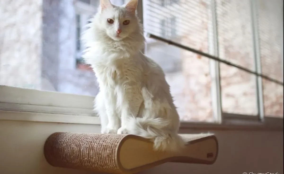 O gato Angorá é famoso por seus pelos longos, orelhas pontudas e porte elegante