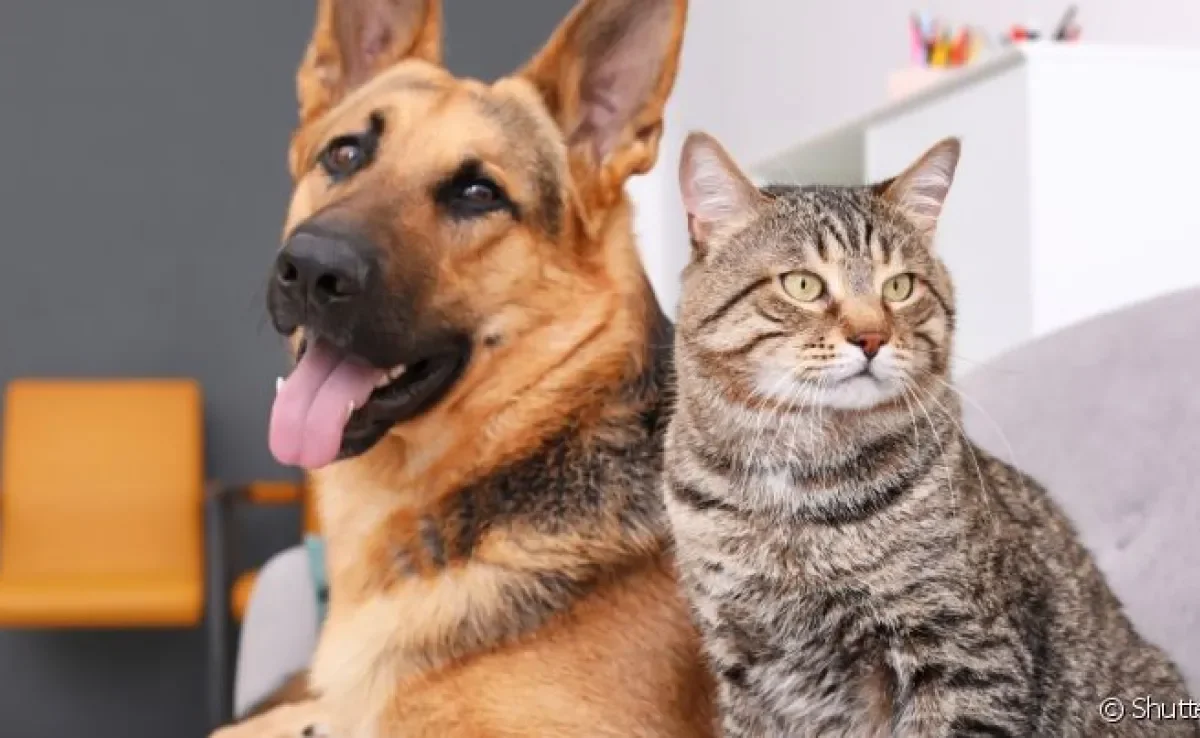 A depressão em gatos e cachorros costuma estar relacionada ao estresse provocado por questões externas que impactam a rotina deles