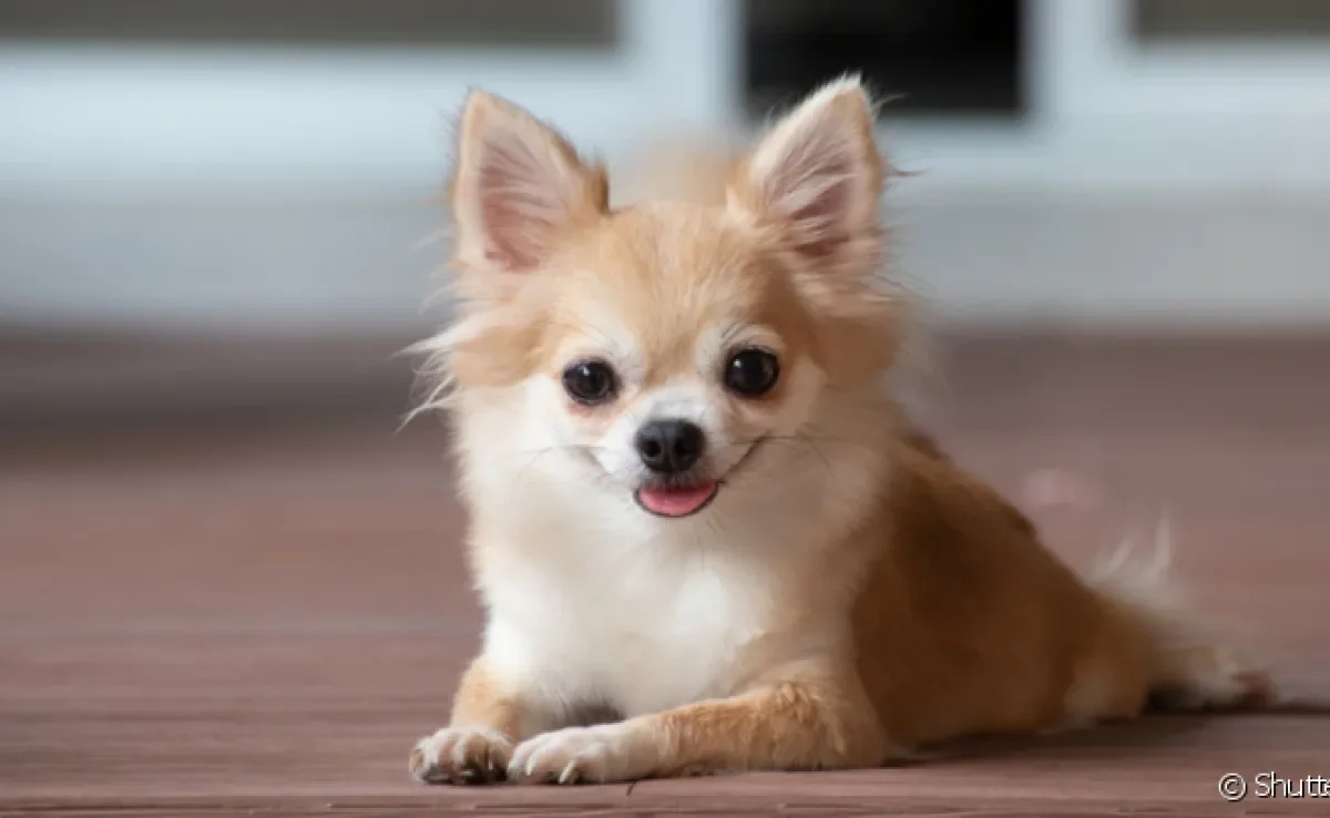 Qual é o menor cachorro do mundo? Os tamanhos dos recordistas são impressionantes!
