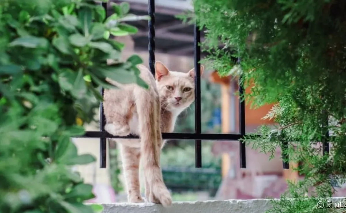 "Meu gato sumiu": descubra os motivos do comportamento e o que fazer para encontrá-lo