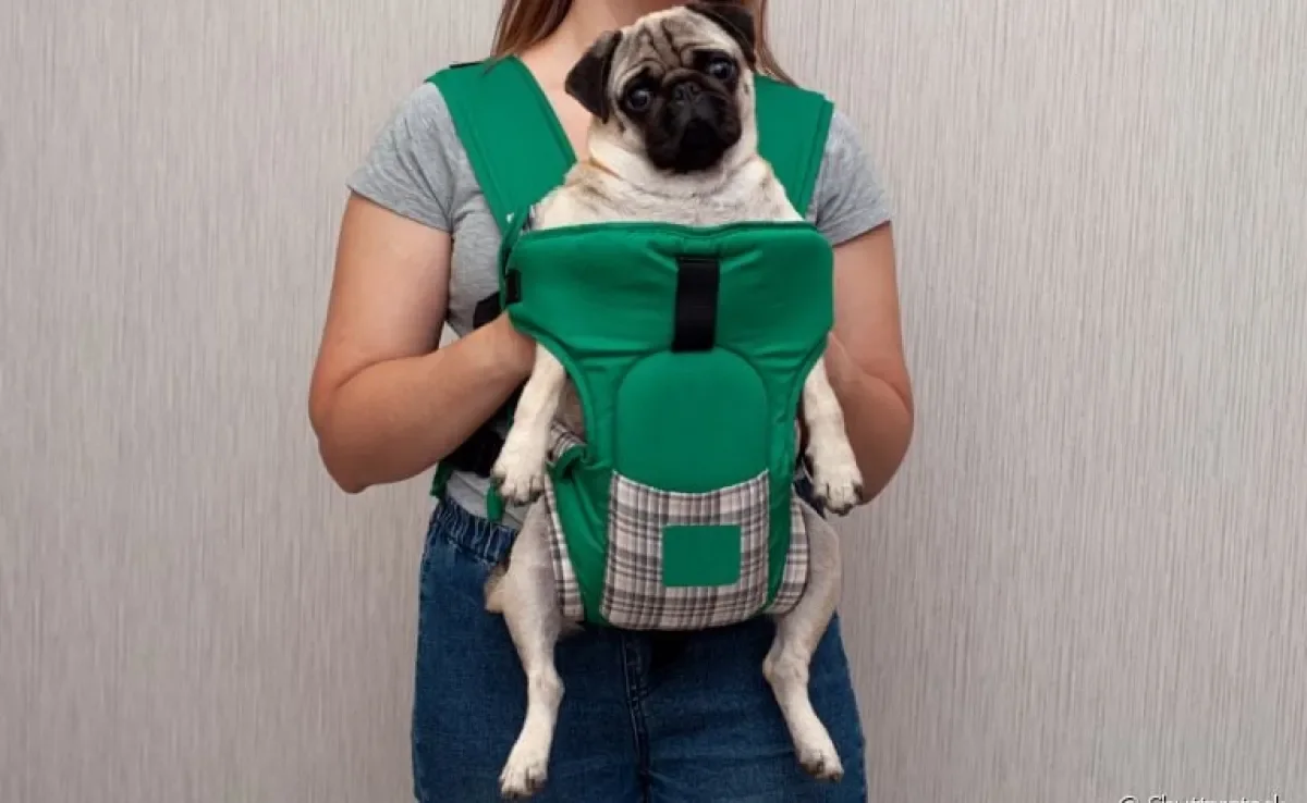 Mochila para transporte de cachorro: modelo canguru é uma boa opção