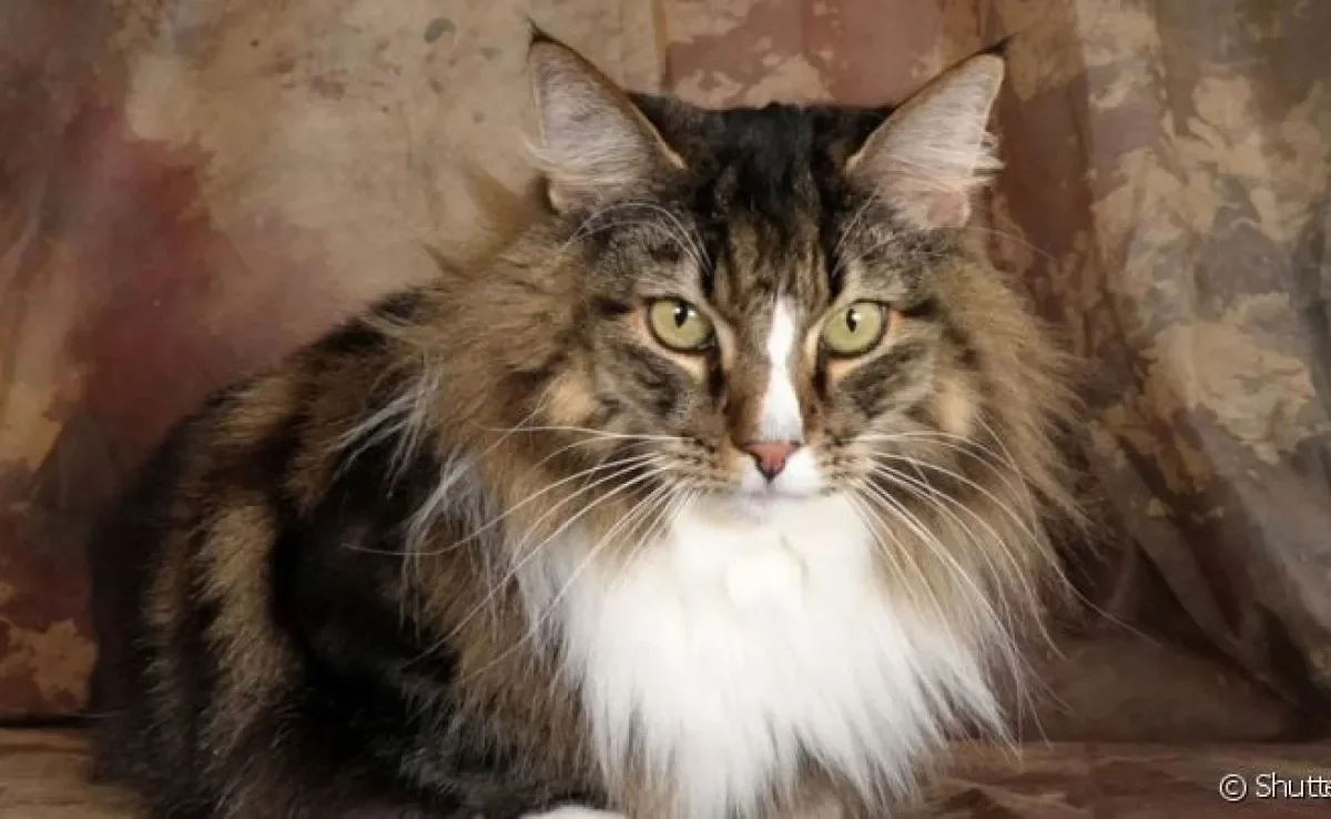 O Norueguês da Floresta é um gato grande, elegante e bem peludo. Saiba mais sobre a raça