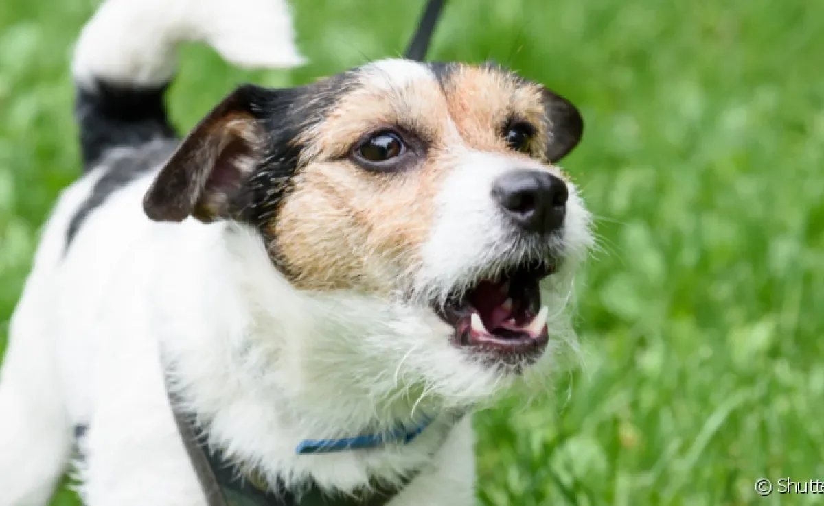 Qual o som que o cachorro faz? Latidos, rosnados e uivos sempre têm um significado