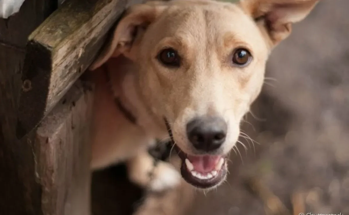 O bigode de cachorro possui terminações nervosas que funcionam como receptores táteis