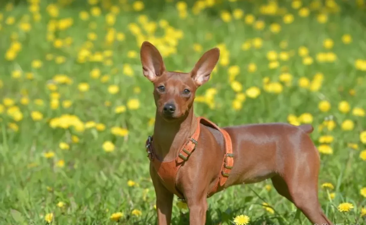O Pinscher é uma ótima companhia dentro de casa por conta do seu jeito brincalhão e leal à família