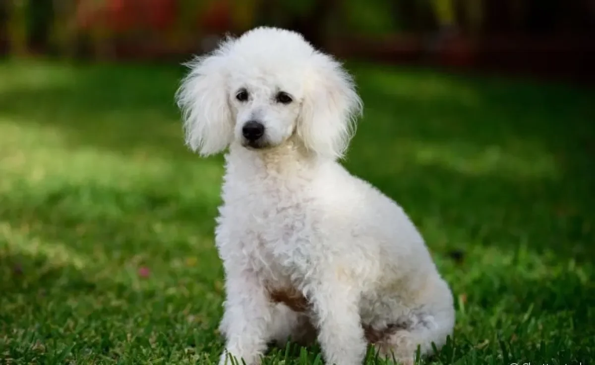  O filhote de Poodle é a companhia perfeita para qualquer família 