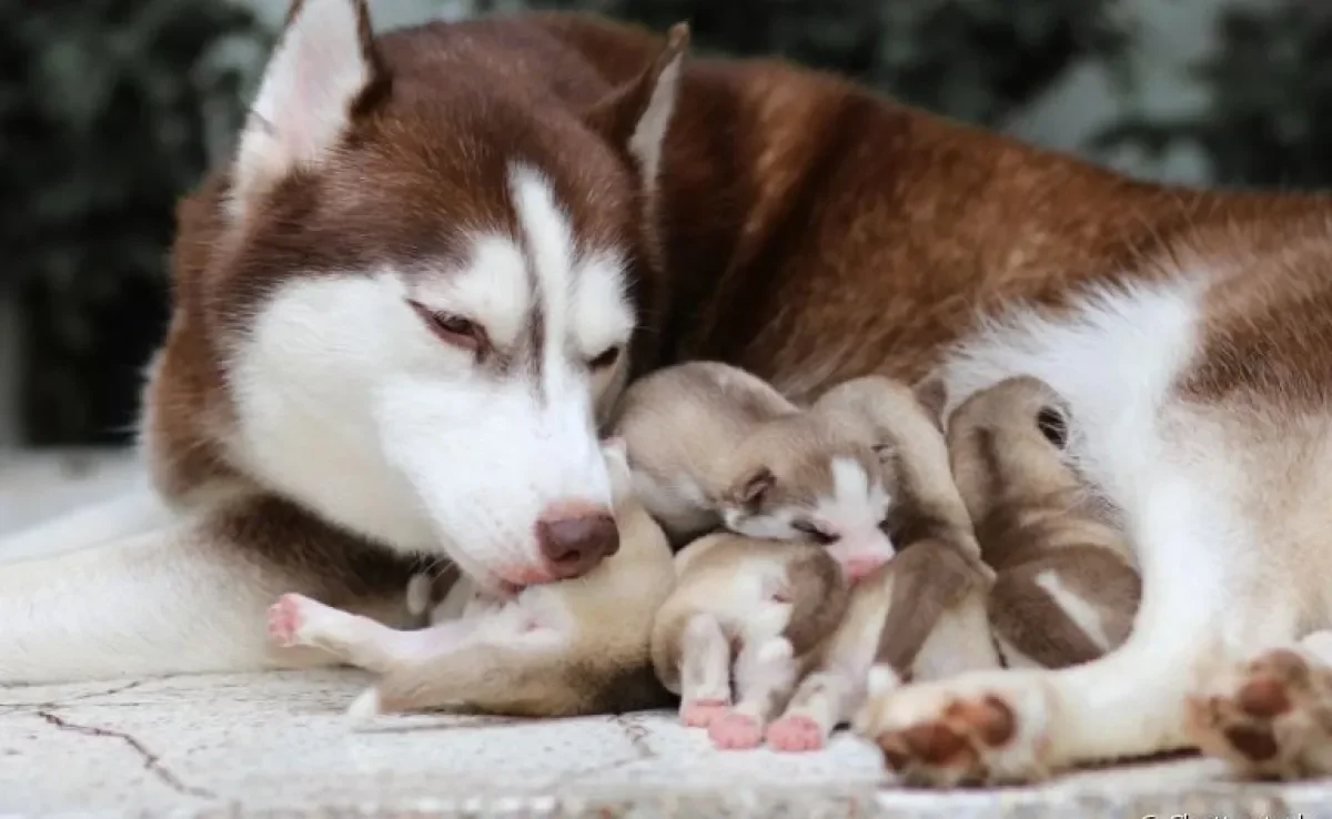 Para saber quantos filhotes um cachorro pode ter é importante considerar o porte e idade do animal