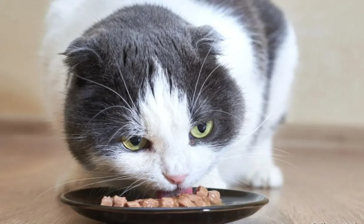 O sachê de gato é irresistível e pode trazer muitos benefícios para a saúde felina